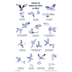 Birds of Prey vs Prey Speed Tea Towel